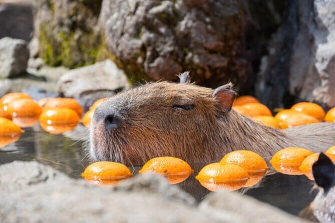 Tokyo Day Trip to Izu and Shimoda - Why This Tour Offers Great Value