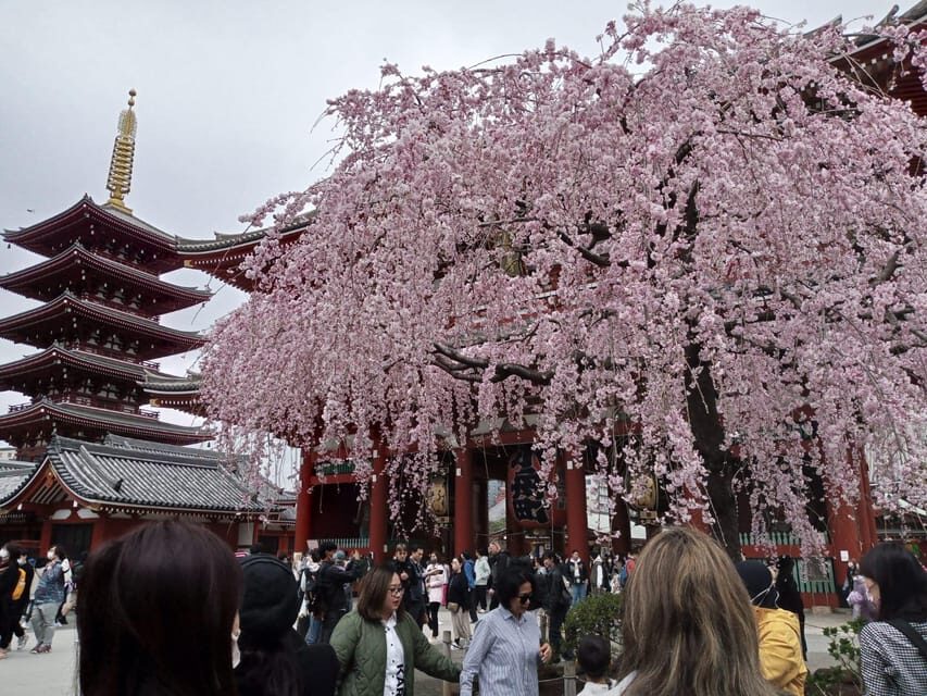 Tokyo: Full-day Immersive Private Tour by Premium Car - FAQ