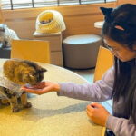 Tokyo Gotokuji Cat temple, Shinjuku Cat cafe and 3D Cat tour - Who Will Love This Tour?