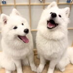 Tokyo Harajuku30-Minute Samoyed Interaction Experience - Final thoughts