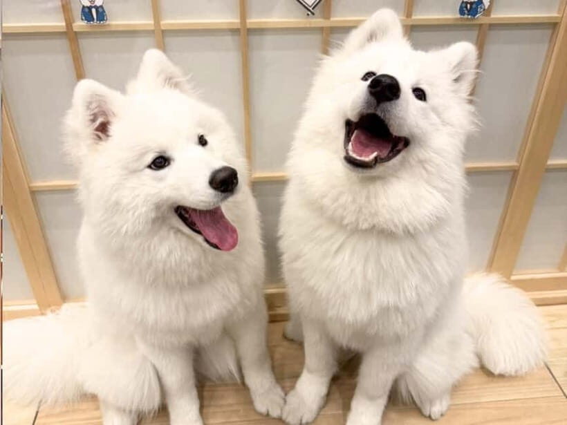 Tokyo Harajuku30-Minute Samoyed Interaction Experience - Final thoughts