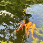 Tokyo: Imperial Palace Japanese History Walking Tour - The Experience in Detail