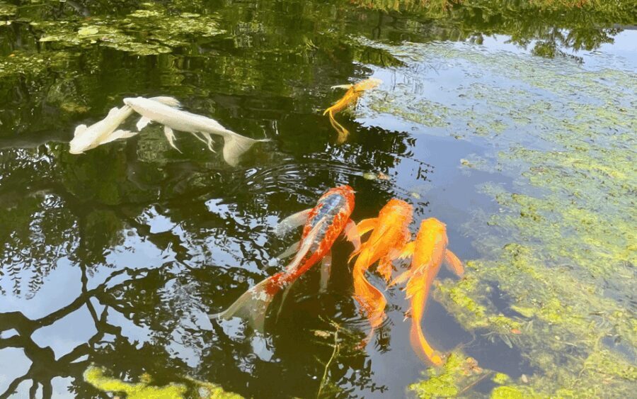 Tokyo: Imperial Palace Japanese History Walking Tour - The Experience in Detail