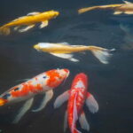 Tokyo: Imperial Palace & Tokyo Castle History Walking Tour - The Value and Who Will Benefit Most