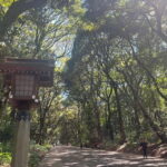 Tokyo: Meiji Jingu, Yoyogi Park & Takeshita Street Tour - Exploring Tokyo’s Contrasts: What to Expect