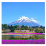 Tokyo: Mount Fuji Private Day Tour Comfortable Pickup & Drop - The Comfort and Practicality of the Tour