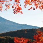 Tokyo: Mt. Fuji Hidden Gems and Aokigahara Forest Tour - What the Reviews Say and Why This Tour Gets Rave Ratings