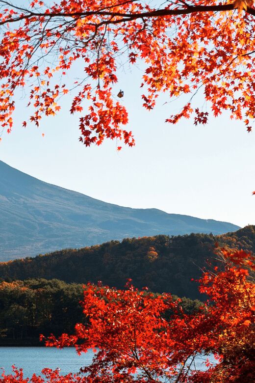 Tokyo: Mt. Fuji Hidden Gems and Aokigahara Forest Tour - What the Reviews Say and Why This Tour Gets Rave Ratings