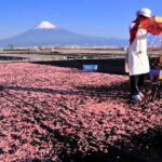 Tokyo: Shizuoka Day Trip with Kimono Photoshoot & Ukiyo-e - Practical Details and Considerations