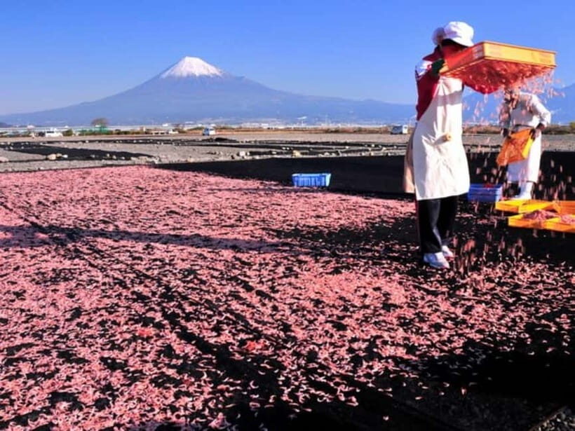 Tokyo: Shizuoka Day Trip with Kimono Photoshoot & Ukiyo-e - Practical Details and Considerations