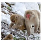 Tokyo: Snow Monkey & Nagano Customiseable Private Day Tour - The Itinerary: What You Can Expect