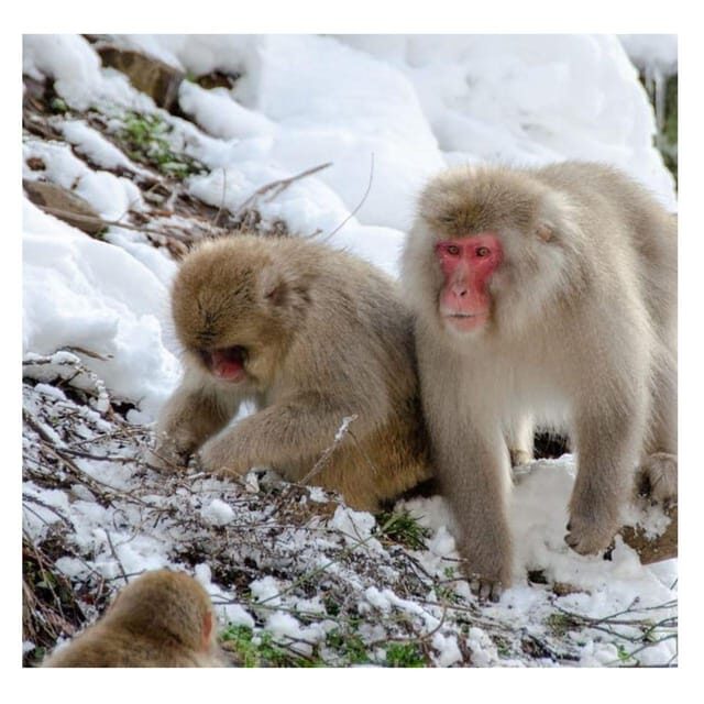 Tokyo: Snow Monkey & Nagano Customiseable Private Day Tour - The Itinerary: What You Can Expect