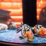Tokyo: Sumida Aquarium Entry Ticket - A Closer Look at the Sumida Aquarium Experience