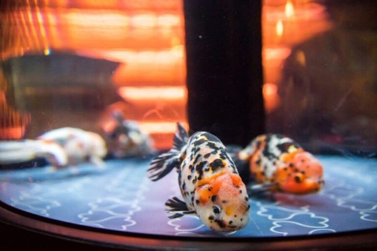Tokyo: Sumida Aquarium Entry Ticket - A Closer Look at the Sumida Aquarium Experience