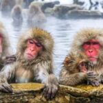 Tokyo To Nagano (Snow Monkey Zenkoji Temple Private Tour) - Analyzing the Value of This Tour