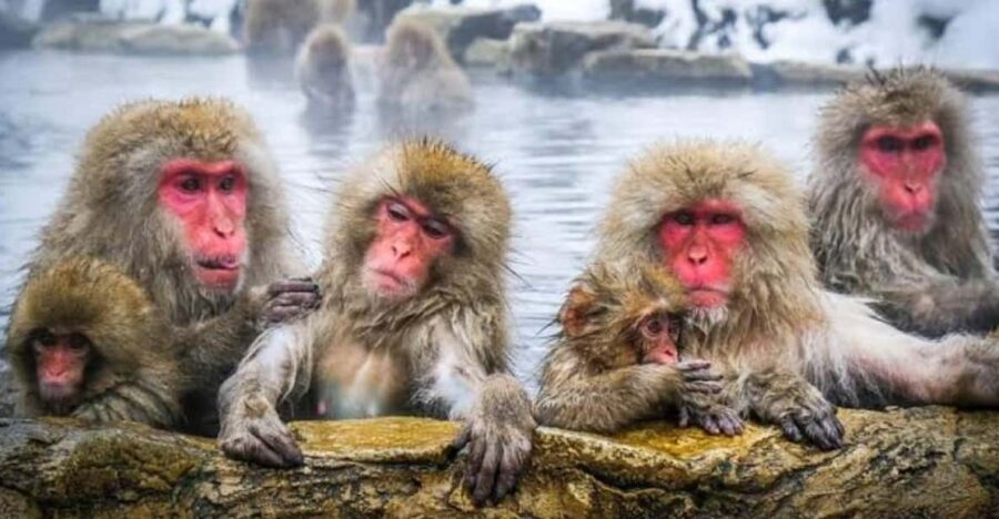 Tokyo To Nagano (Snow Monkey Zenkoji Temple Private Tour) - Analyzing the Value of This Tour