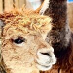 Toodle Tour in Port Hope Ontario - The Breakdown of the Itinerary