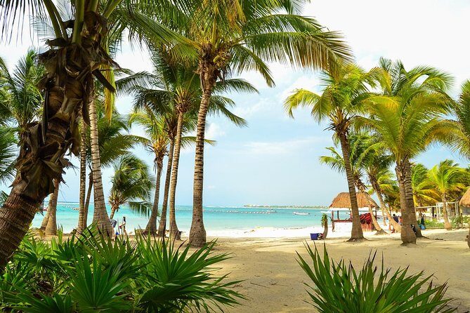 Tortugas & Cenotes Snorkel With Turtles Tour - Deep Dive: The Itinerary and Highlights