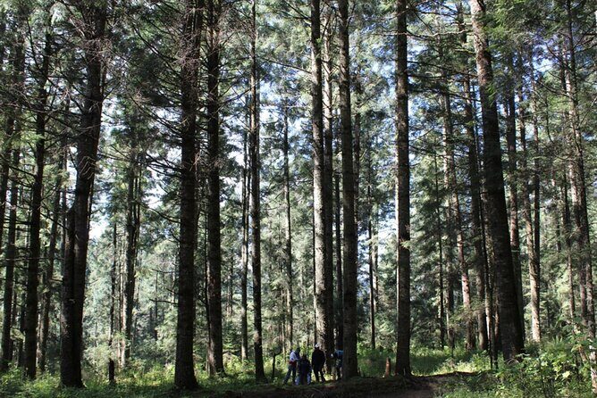 Tour of the Sierra Juárez, Ixtlán, Guelatao and Capulálpam - How the Tour Balances Education, Scenery, and Culture