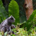 TOUR PACKAGE (jungle trekking, taxi, Room) 4 DAYS 3 NIGHTS in BUKIT LAWANG - Value and Practicalities