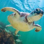 Tour to Tulum and cenote with swimming with turtles from Riviera Maya - Practical Details & Tips