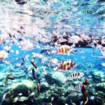 Tours_Singapore_Private Tour Batam Island Reef Snorkel And Kayak Day Trip From Singapore_D60449 38917P7 Review - A Deep Dive into Your Batam Snorkel Adventure