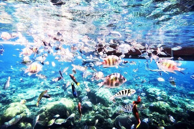 Tours_Singapore_Private Tour Batam Island Reef Snorkel And Kayak Day Trip From Singapore_D60449 38917P7 Review - A Deep Dive into Your Batam Snorkel Adventure