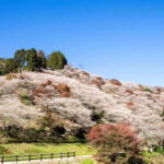 Toyota: Obara Washi Papermaking Experience Course - Exploring the Details of the Toyota Obara Washi Papermaking Experience Course
