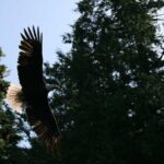 Traitors Cove Bear Viewing in Ketchikan, Alaska - Value and Practical Tips