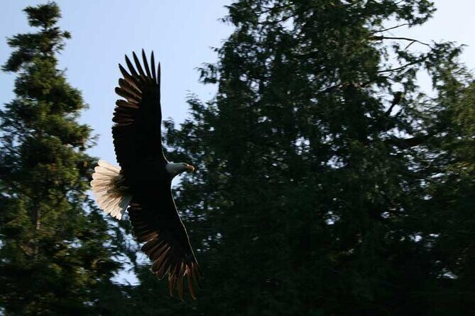 Traitors Cove Bear Viewing in Ketchikan, Alaska - Value and Practical Tips