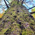 Transformative Forest Escape: A Mindful Journey for Inner Calm - Why This Tour Is a Fantastic Choice