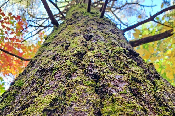 Transformative Forest Escape: A Mindful Journey for Inner Calm - Why This Tour Is a Fantastic Choice