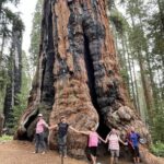 Transformative Outdoor Day Retreat Among the Giant Sequoias - Final Thoughts: Who Is This Tour Best For?