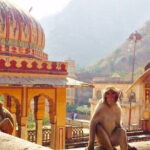Travel Through the Streets of Jaipur by Tuktuk with a Local - Who Will Love This Tour?