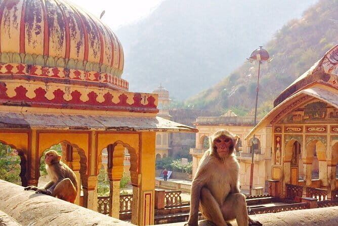 Travel Through the Streets of Jaipur by Tuktuk with a Local - Who Will Love This Tour?