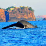Trincomalee: Dolphin & Whale Watching Boat Tour - Frequently Asked Questions