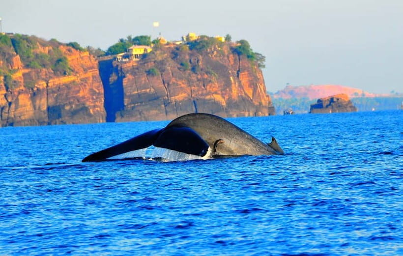 Trincomalee: Dolphin & Whale Watching Boat Tour - Frequently Asked Questions