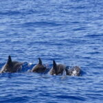 Trincomalee: Luxury Sailing Boat Dolphin and Whale Watching - How Does It Compare to Other Tours?