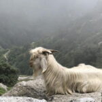 Triund Trek - The campsite and views