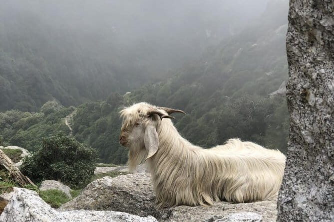 Triund Trek - The campsite and views