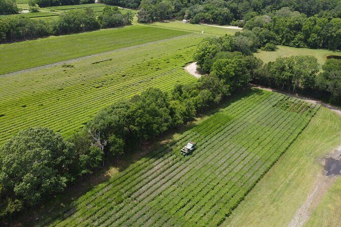 Trolley Tour in Wadmalaw Island of South Carolina - Final Thoughts: Who Will Love This Tour?