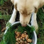 Truffle Forage and Feast - Truffle Forage and Feast: A Taste of Oregon’s Forests and Flavors