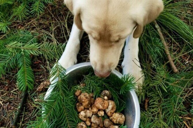 Truffle Forage and Feast - Truffle Forage and Feast: A Taste of Oregon’s Forests and Flavors