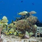 Try dive in Cozumel island - A Closer Look at the Cozumel Dive Experience