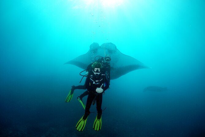 Try Dive with Manta Rays in Bali - An In-Depth Look at the Bali Manta Ray Adventure