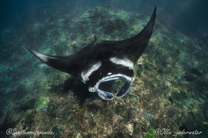 Try Scuba Diving for Beginners with manta rays (Non - Certified) - Authentic Experiences and Real Feedback