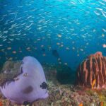 Try Scuba Diving In Havlock - What to Expect on the Tour