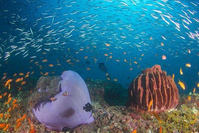 Try Scuba Diving In Havlock - What to Expect on the Tour