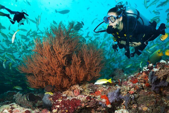 Try Scuba Diving in Kauai From a Boat for Non-Certified Divers - A Detailed Look at the Kauai Try Scuba Experience
