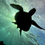 Try Scuba Diving in Kauai: No Experience Needed - The Full Experience: A Deep Dive into the Day